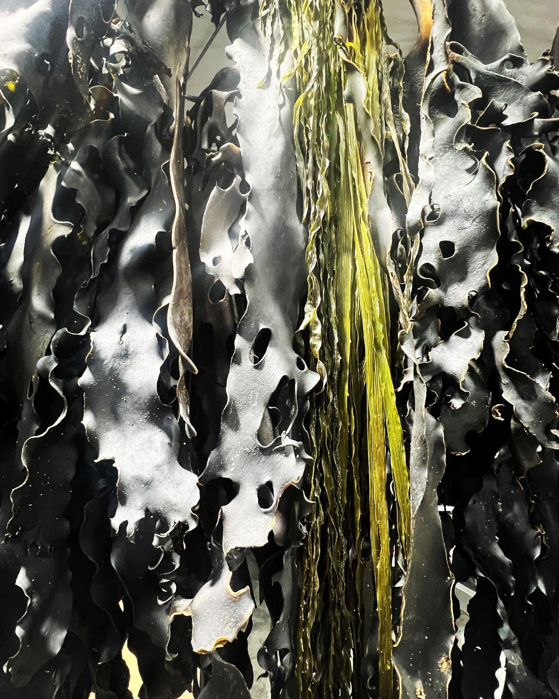 Great Southern Reef Foundation