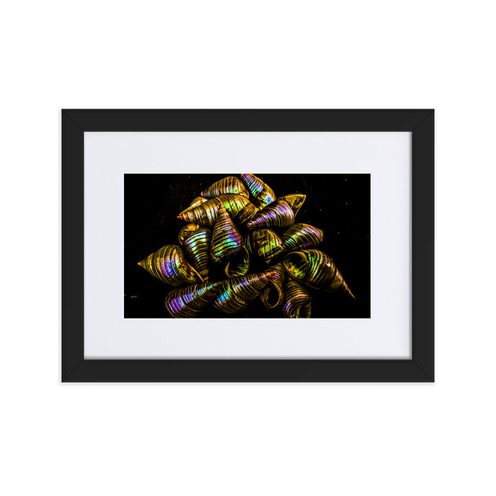 Matte Paper Framed Poster With Mat | My Culture Series - Maireener Shells on Black