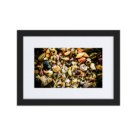 Assorted shells collected on Tasmanian Beaches.