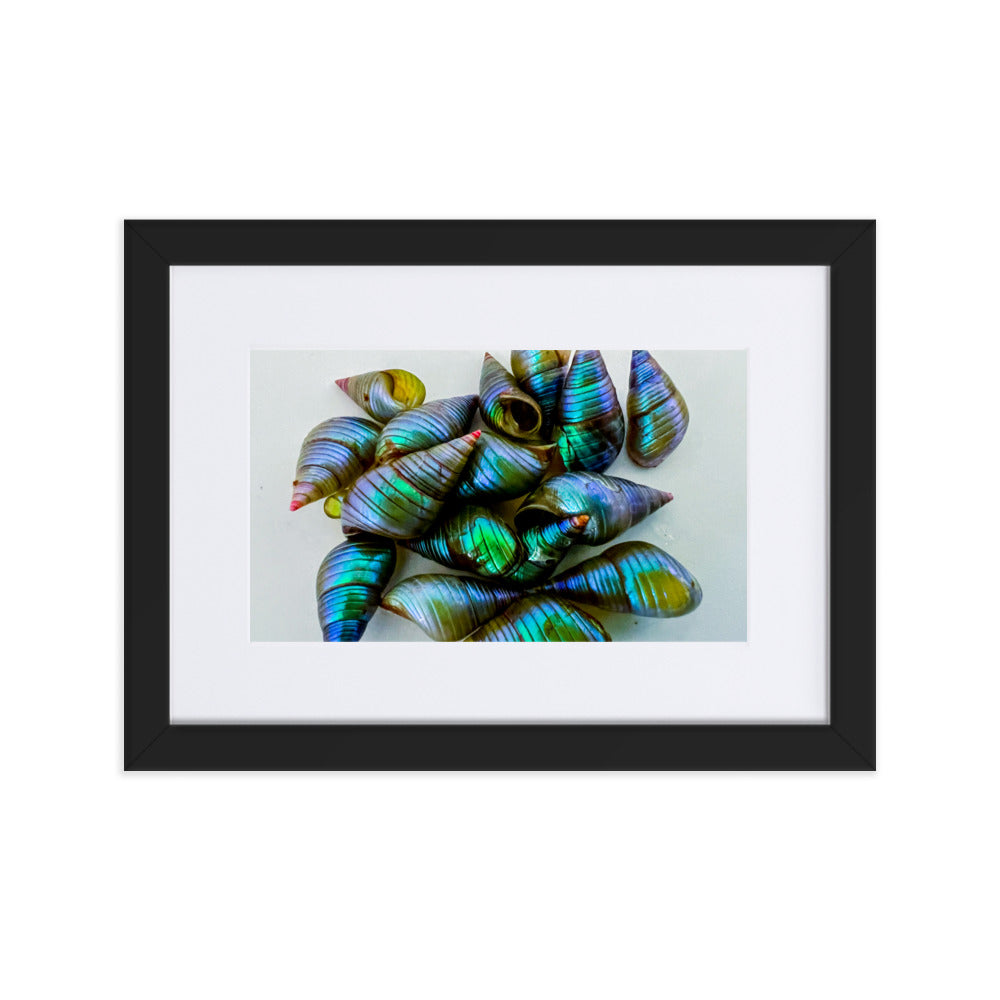 Beautiful iridescent green maireener shells on white background.