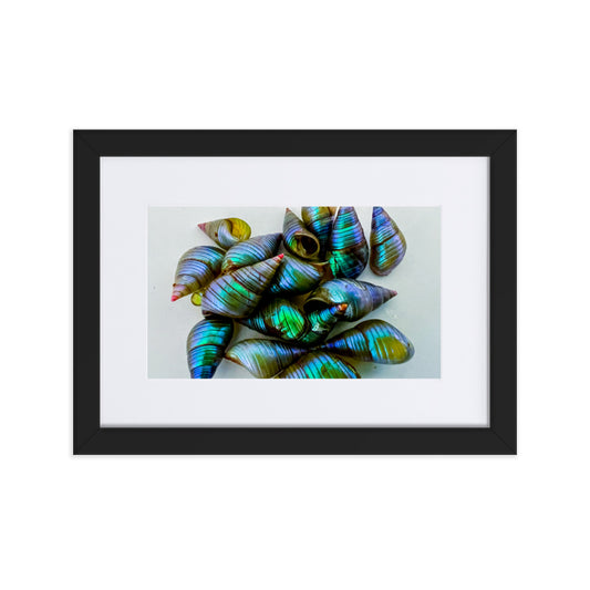 Beautiful iridescent green maireener shells on white background.