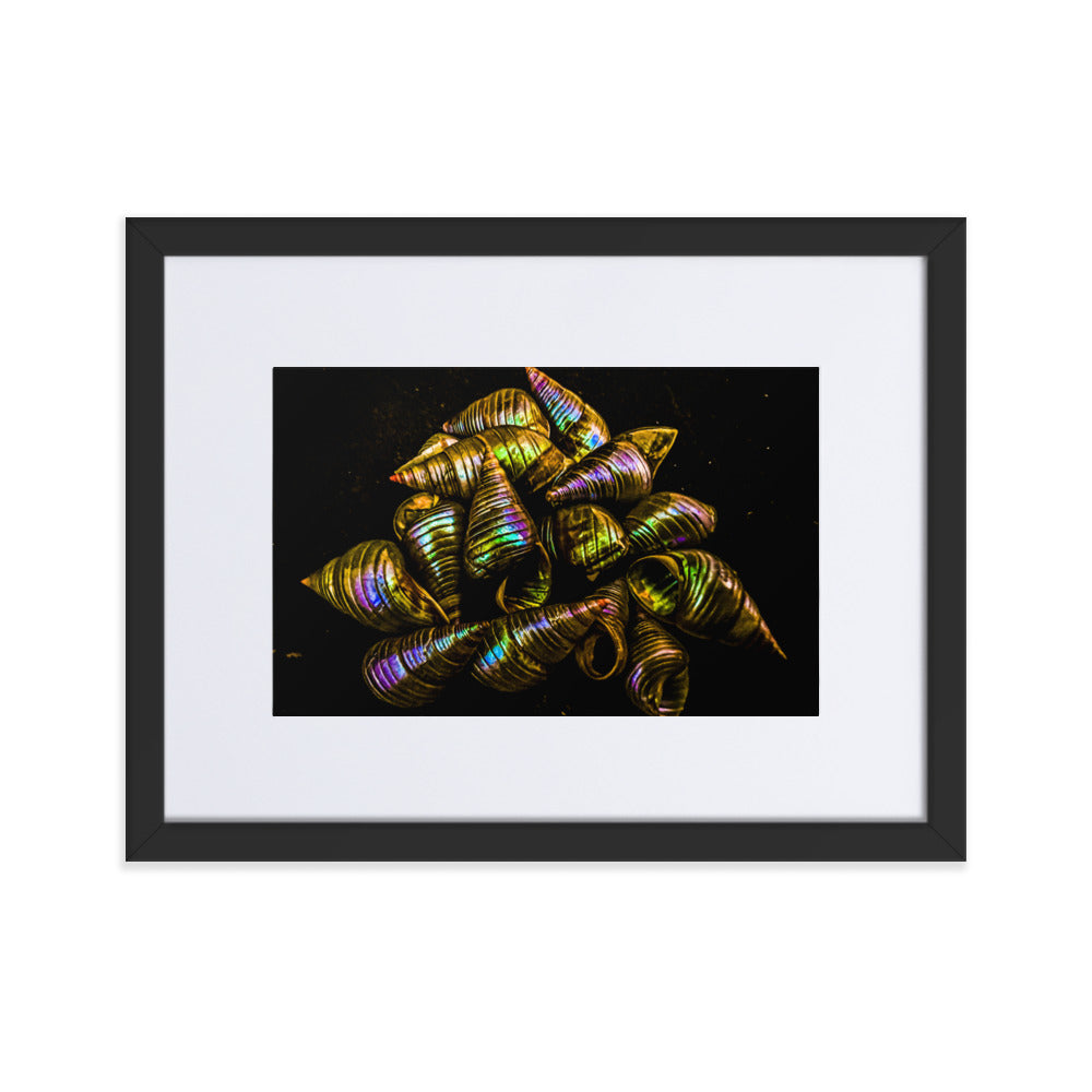 Matte Paper Framed Poster With Mat | My Culture Series - Maireener Shells on Black