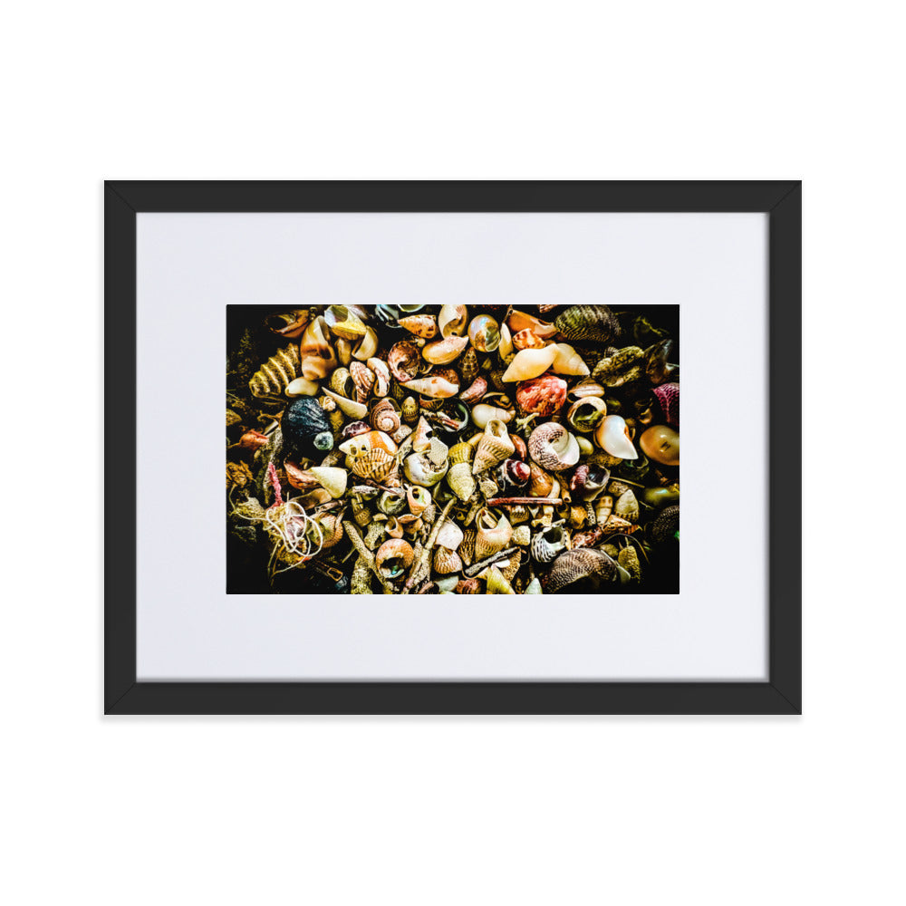Assorted shells collected on Tasmanian Beaches.