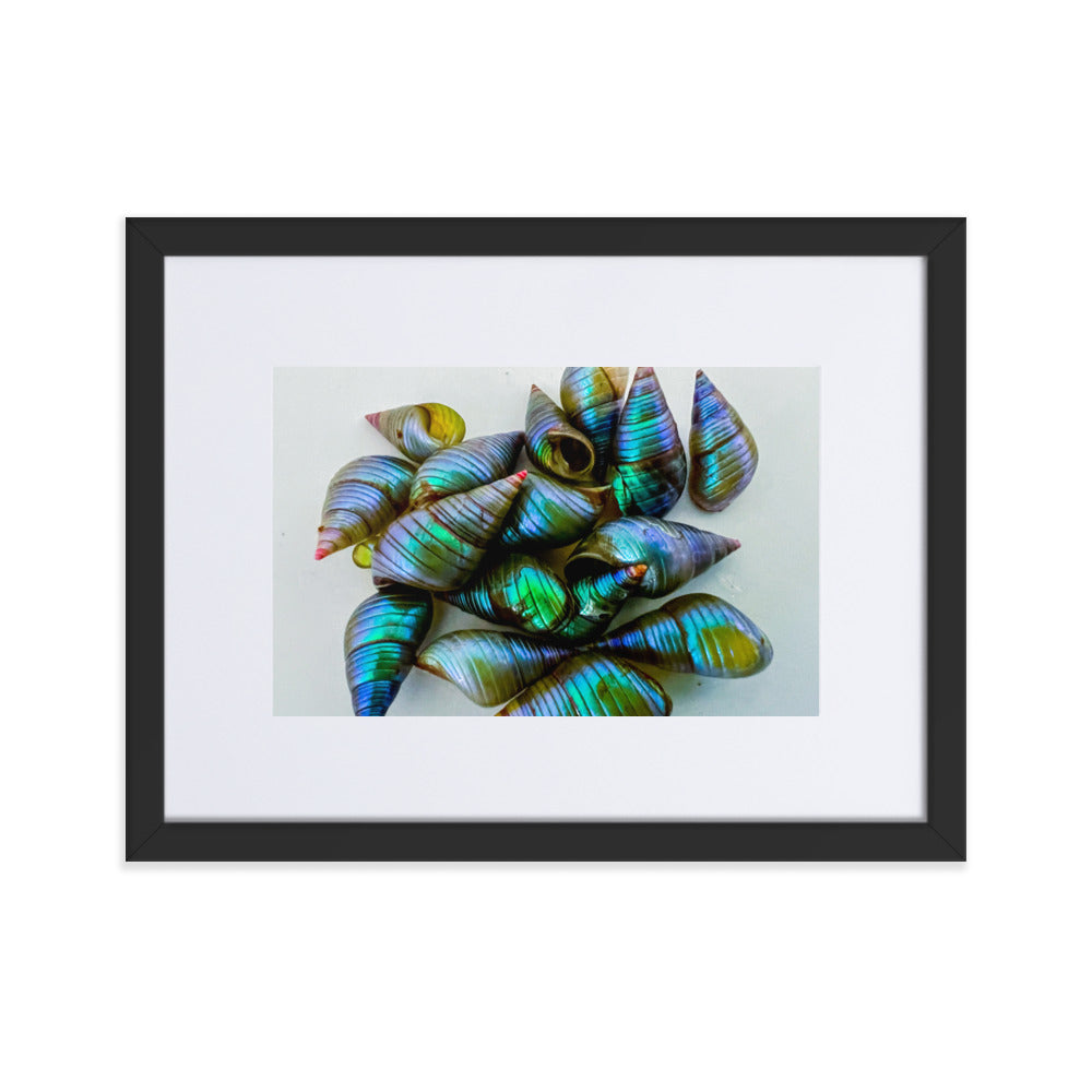 Beautiful iridescent green maireener shells on white background.