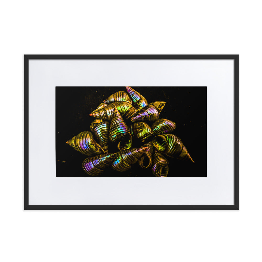 Matte Paper Framed Poster With Mat | My Culture Series - Maireener Shells on Black