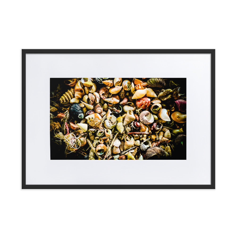 Assorted shells collected on Tasmanian Beaches.