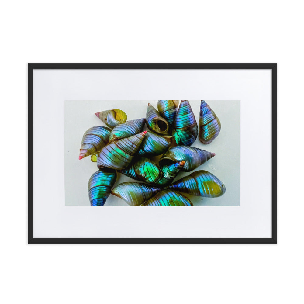 Beautiful iridescent green maireener shells on white background.