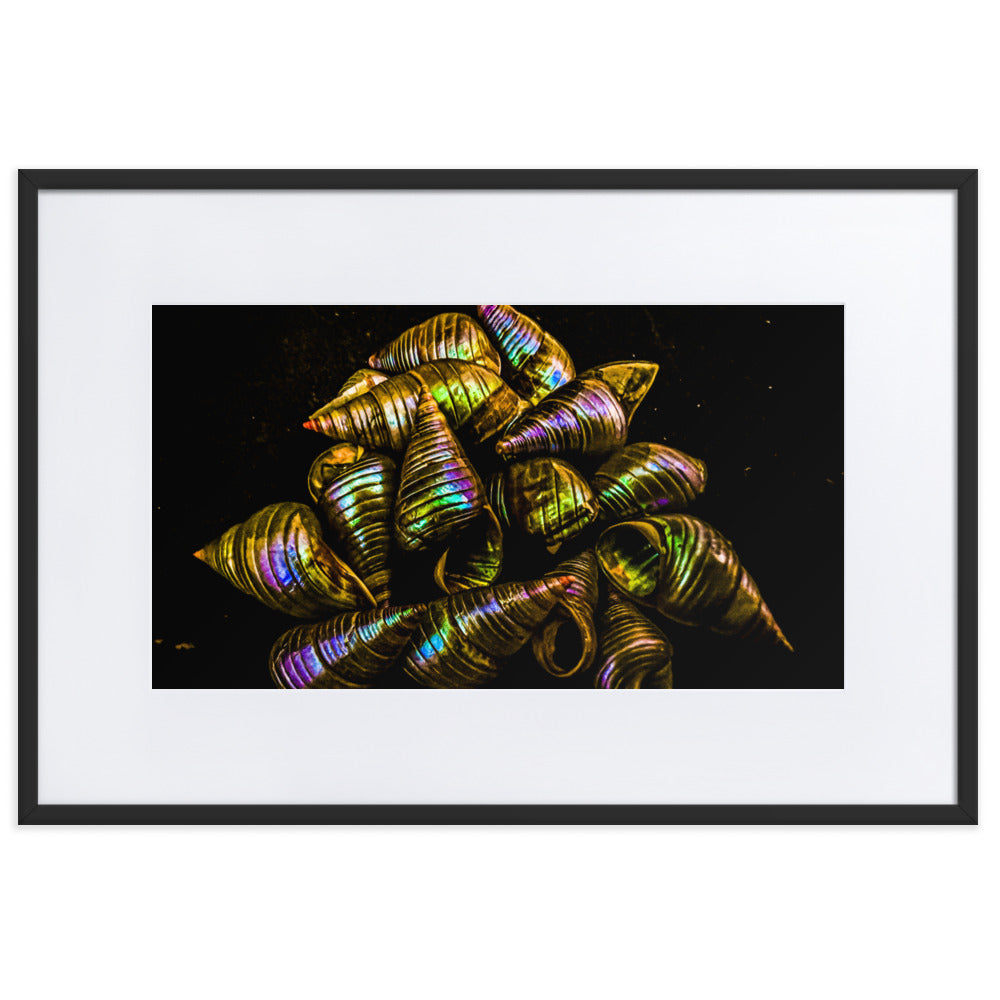 Matte Paper Framed Poster With Mat | My Culture Series - Maireener Shells on Black