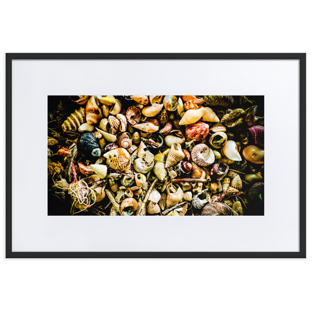 Assorted shells collected on Tasmanian Beaches.