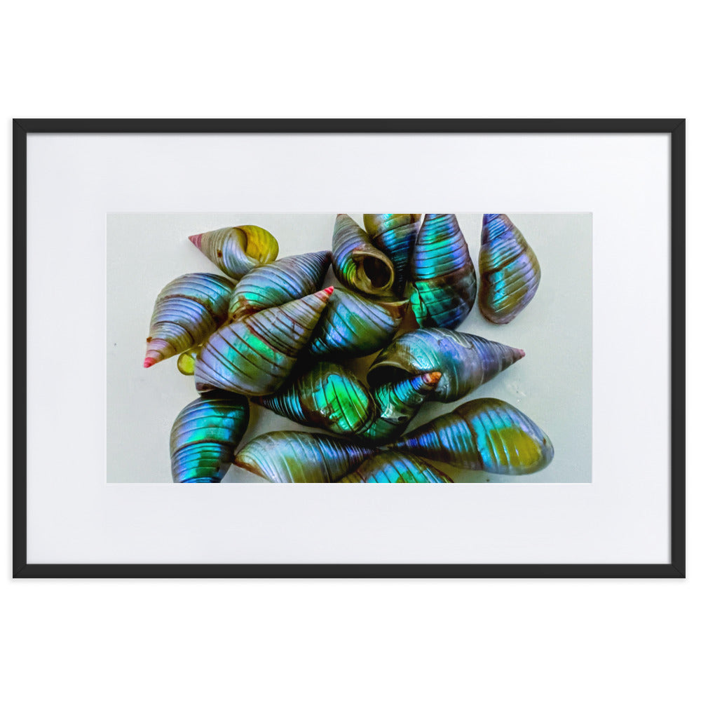 Beautiful iridescent green maireener shells on white background.