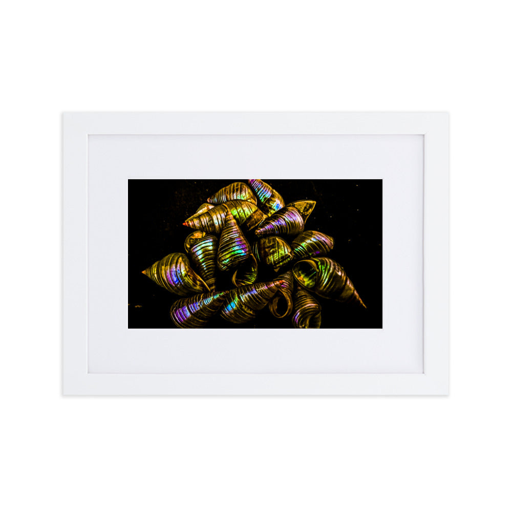 Matte Paper Framed Poster With Mat | My Culture Series - Maireener Shells on Black