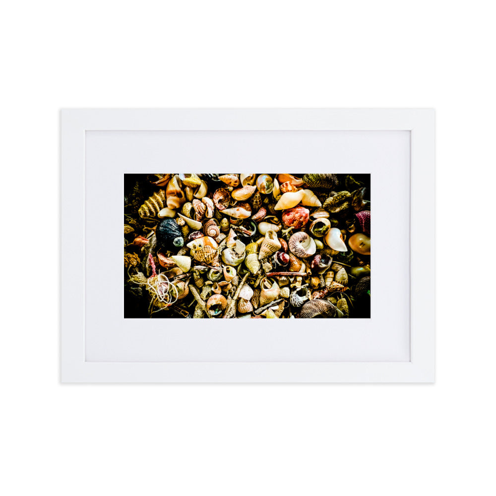 Assorted shells collected on Tasmanian Beaches.
