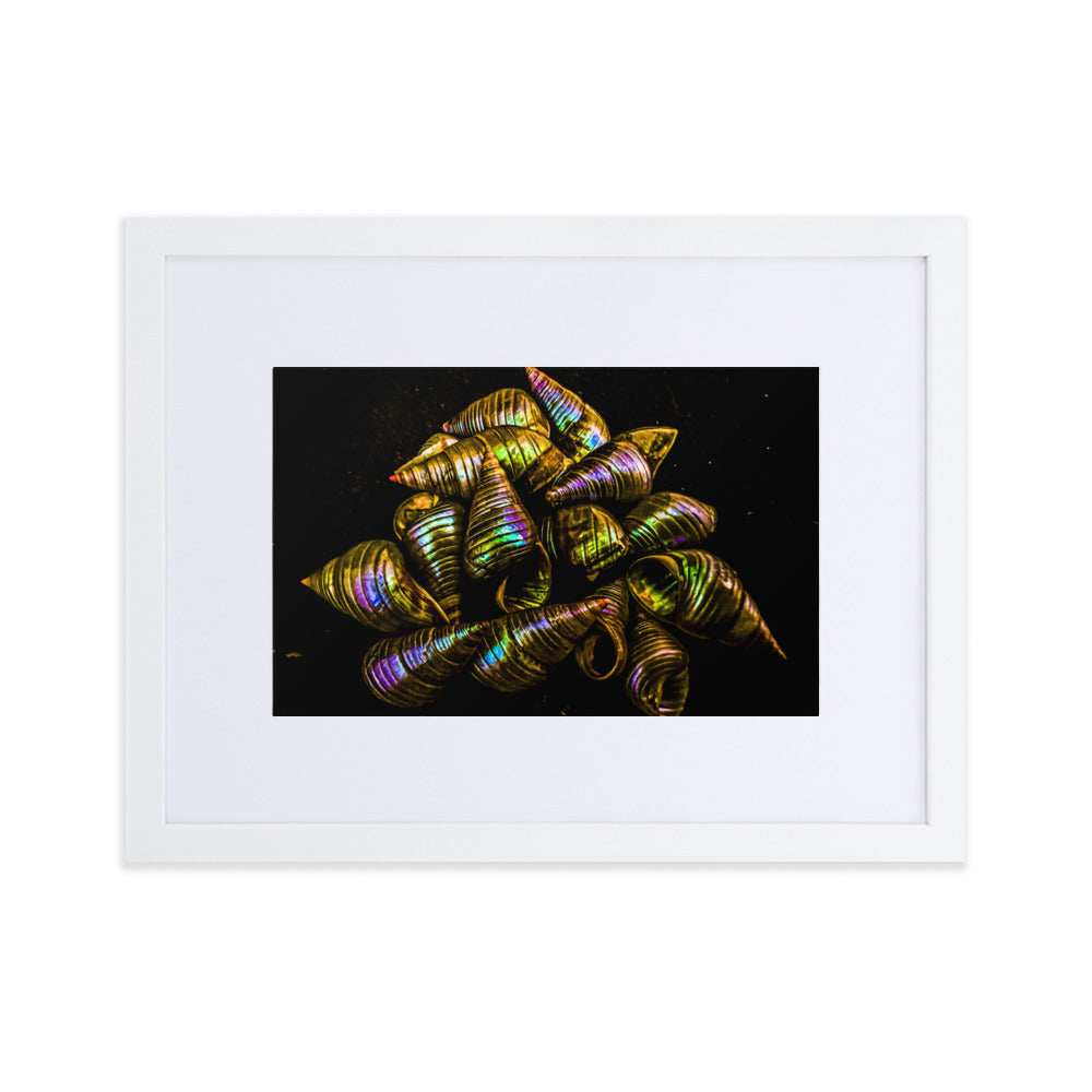 Matte Paper Framed Poster With Mat | My Culture Series - Maireener Shells on Black