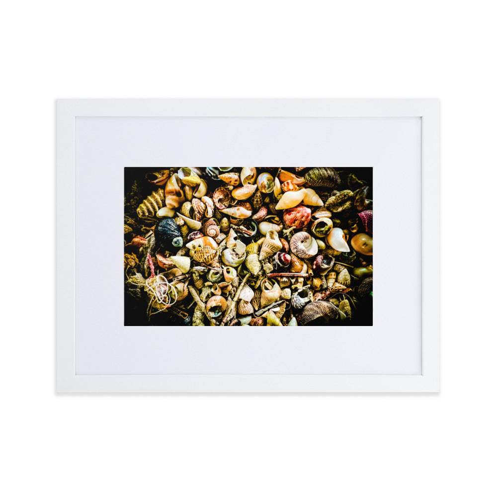 Assorted shells collected on Tasmanian Beaches.