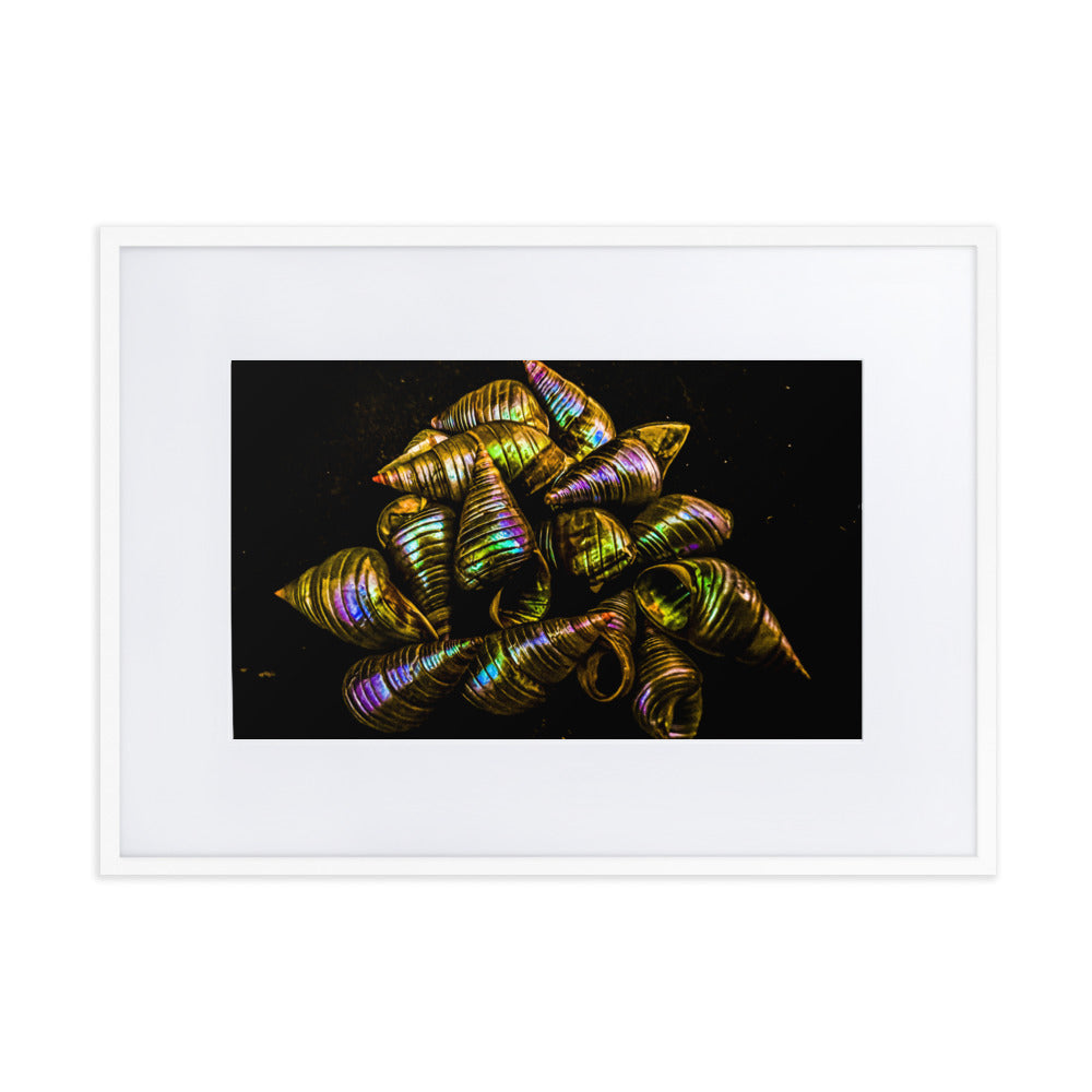 Matte Paper Framed Poster With Mat | My Culture Series - Maireener Shells on Black