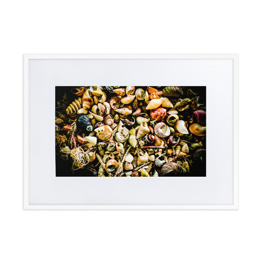 Assorted shells collected on Tasmanian Beaches.