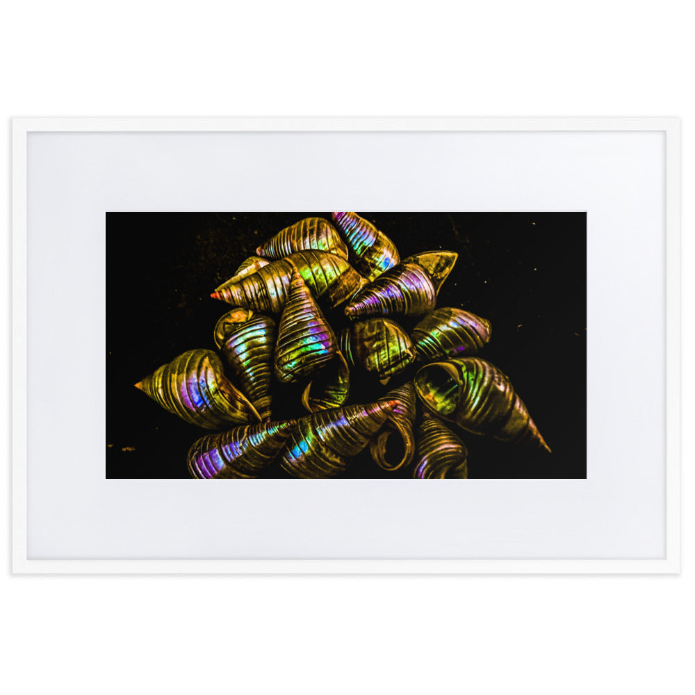 Matte Paper Framed Poster With Mat | My Culture Series - Maireener Shells on Black