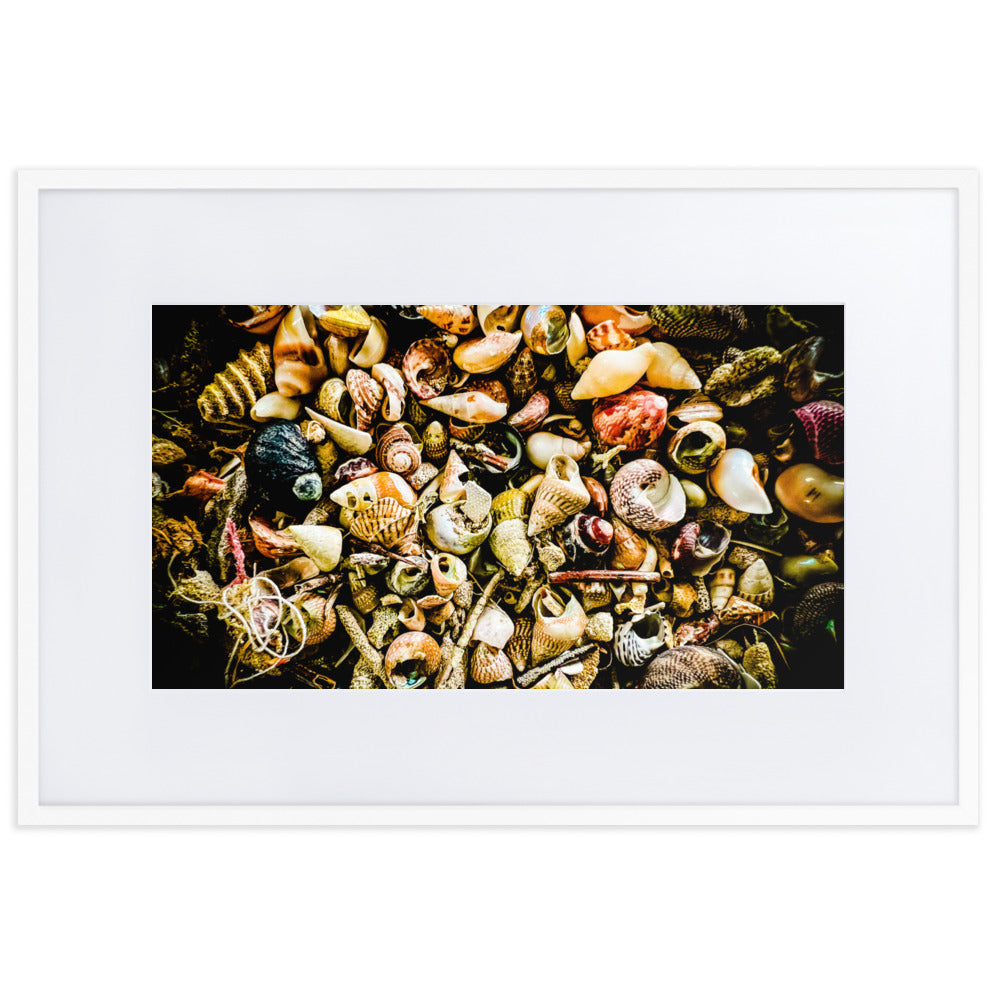 Assorted shells collected on Tasmanian Beaches.