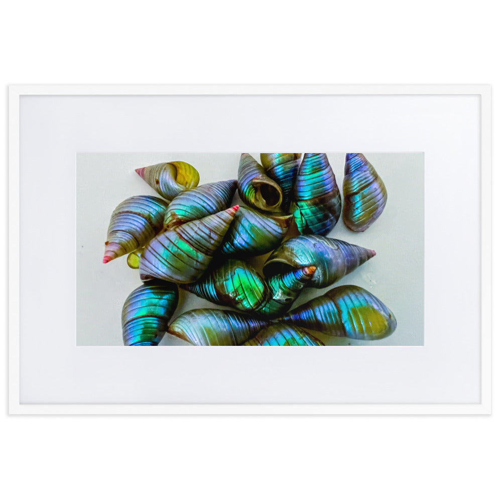 Beautiful iridescent green maireener shells on white background.
