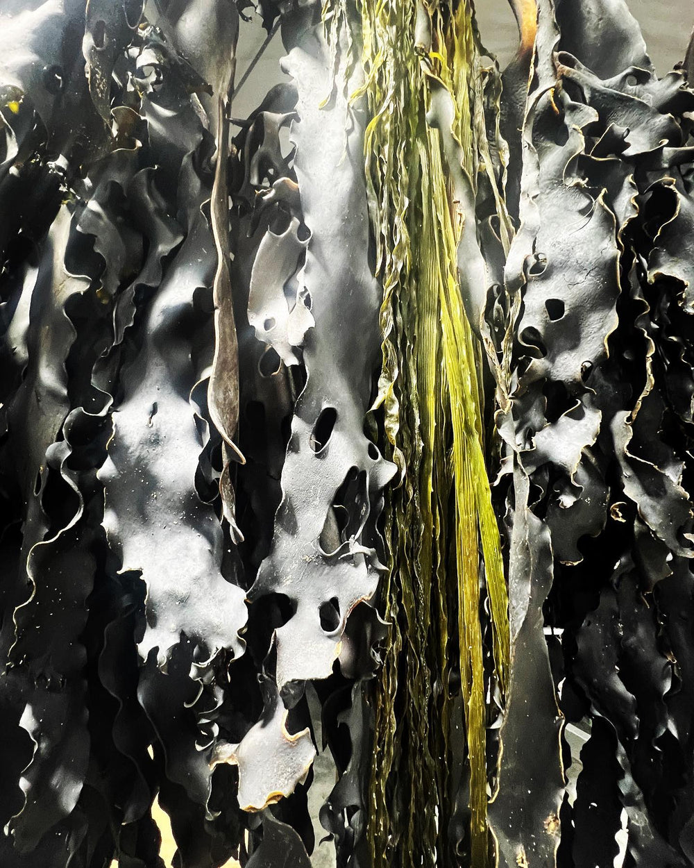 Emma Robertson Designs