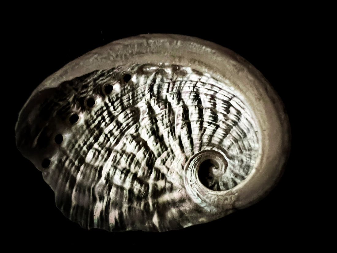 Abalone shell with Black background.